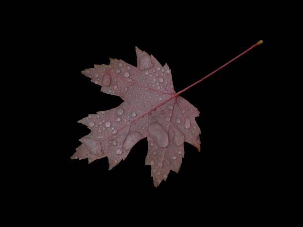 Fallen autumn red maple leaf covered with raindrops isolated on black background. Natural design element.
