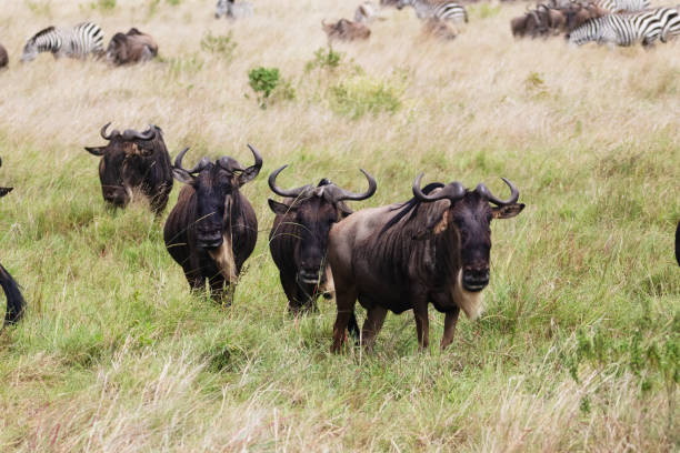 Photo of gnus in the Maasai Mara National Reserve in Kenya.