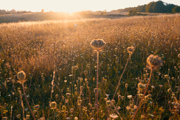 The sun rises over a meadow with wildflowers on the north downs, Surrey.