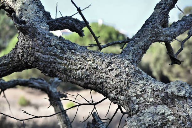 tree macro in natural environment