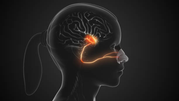 istock Sensory Olfactory Nerve Transmitting Smell to Brain 2171149498