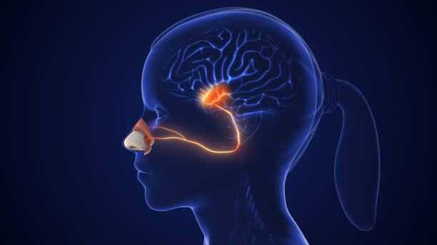 istock Olfactory Sensory Nerve Pathway for Smell Detection 2171151194