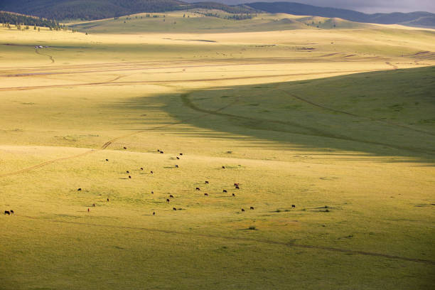 Northern Mongolia landscape in the evening during sunset