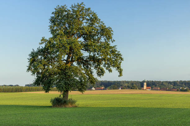 rural landscape at evening sunlight, copy space
