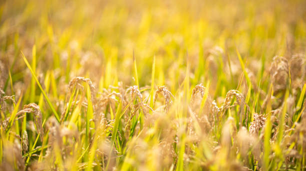 Harvest-ready rice stalks glowing in the setting sun