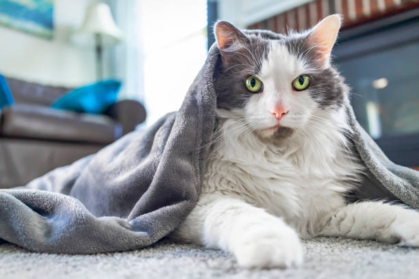 istock Cat in Livingroom Wrapped in Blanket Looking at Camera 2171154548