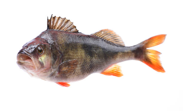 Free picture: perch, fish, underwater, perca fluviatilis