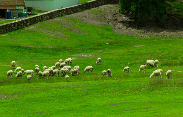 a small group of sheep stands in the grass