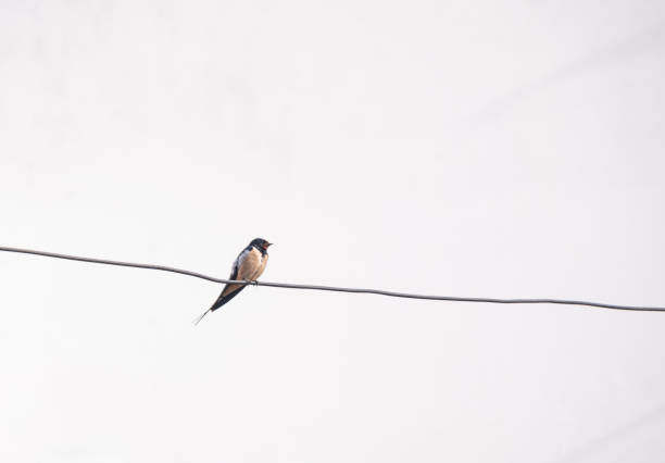 istock swallow bird (Hirundo rustica) perched on a metal wire 2171157203