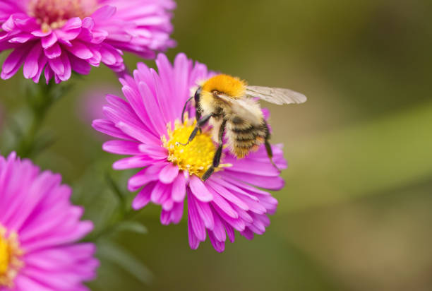 istock close-up bumblebee, bumblebee looking for nectar, aster and bumblebee, pink flowers and insect, Bumblebee on an aster flower 2171160180