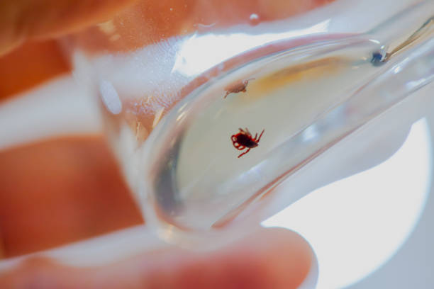 A captivating macro photo captures a scientist examining a tick specimen inside an alcohol-filled beaker glass, showcasing meticulous laboratory research