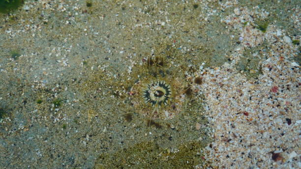 istock Anjuna Anemone on white sand 2171163417