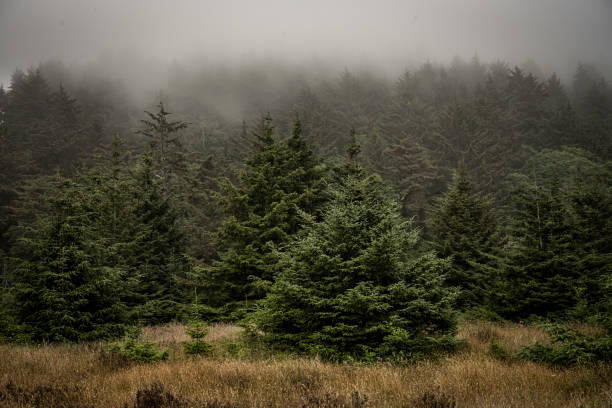 California Coast Transitions to Pine Forest Below Thick Fog