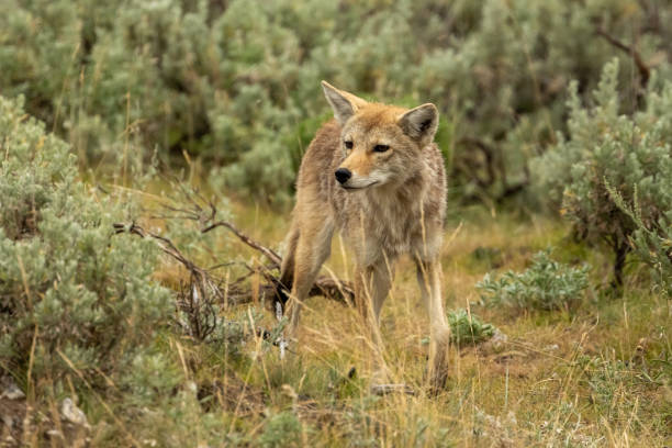 istock Curious Coyote Wanders Through Bushes In Lamar Valley 2171164390
