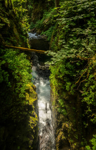 istock Water in Martins Creek Cuts Gorge through Olympic Mountains 2171164410