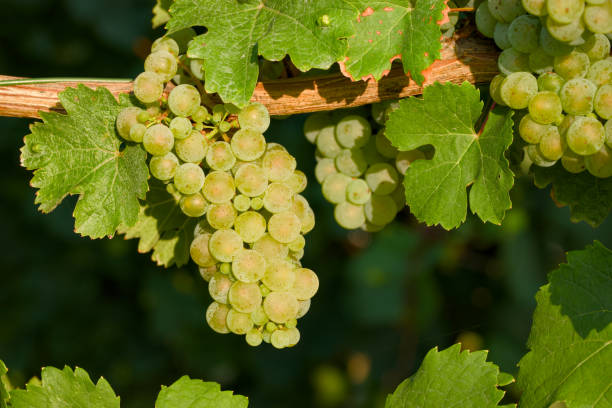 ripening bunch of grapes on the vine