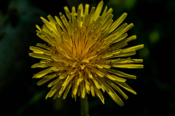 istock A yellow flower with a dark background 2171164605