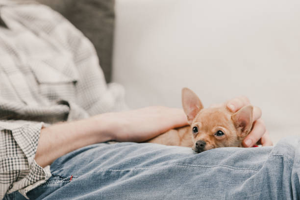 istock Man relaxing on couch with his tiny chihuahua puppy 2171164627