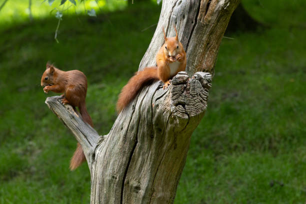 Two Red Squirrels sitting on a tree in a woodland setting