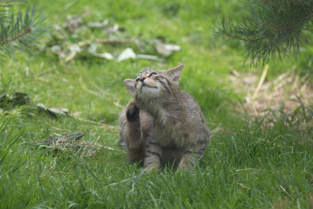 The Scottish wildcat is a European wildcat population in Scotland. It was once widely distributed across Great Britain, but the population has declined drastically since the turn of the 20th century due to habitat loss and persecution.