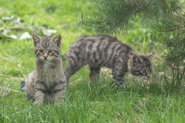 The Scottish wildcat is a European wildcat population in Scotland. It was once widely distributed across Great Britain, but the population has declined drastically since the turn of the 20th century due to habitat loss and persecution.