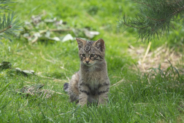 The Scottish wildcat is a European wildcat population in Scotland. It was once widely distributed across Great Britain, but the population has declined drastically since the turn of the 20th century due to habitat loss and persecution.