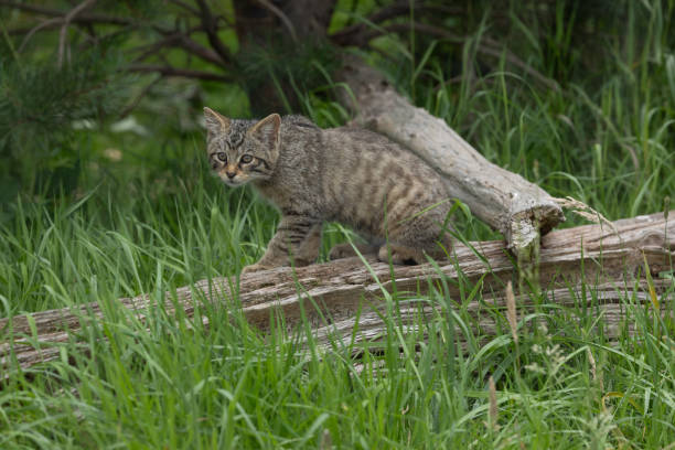 The Scottish wildcat is a European wildcat population in Scotland. It was once widely distributed across Great Britain, but the population has declined drastically since the turn of the 20th century due to habitat loss and persecution.