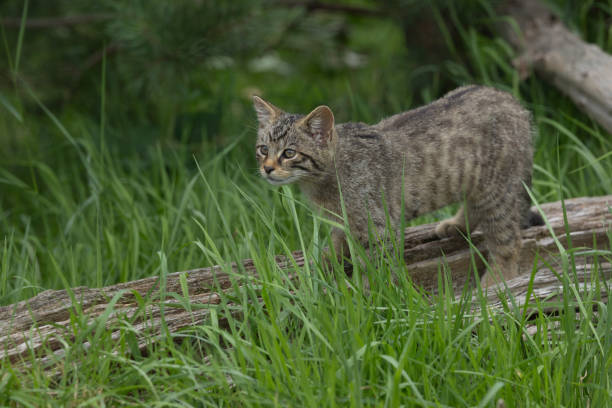 istock A Scottish Wildcat Kitten in a woodland setting 2171165886