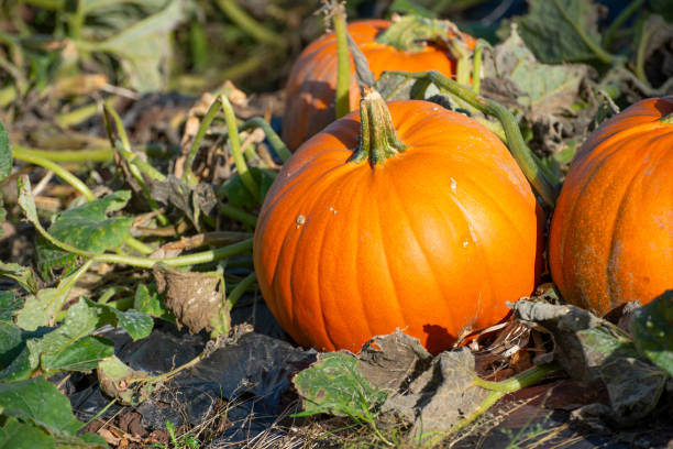 istock Pumpkins growing in a field 2171168264