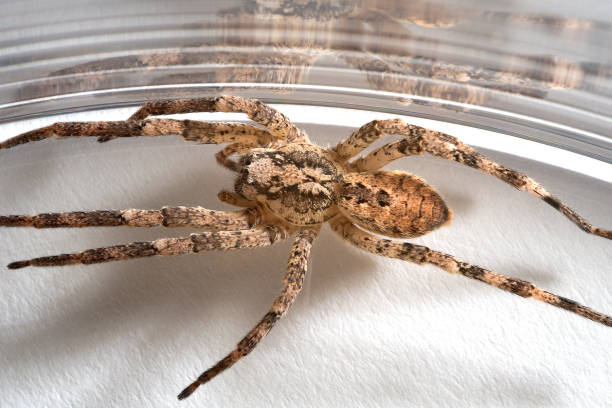 istock Nosferatu spider, trapped in glass, with drawing on the back 2171169008