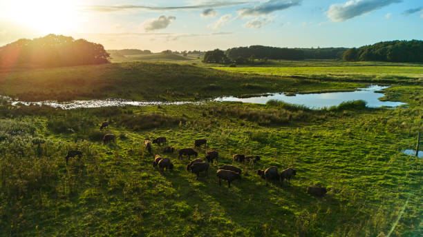 Landscape aerial view. Sunset and lens flare.