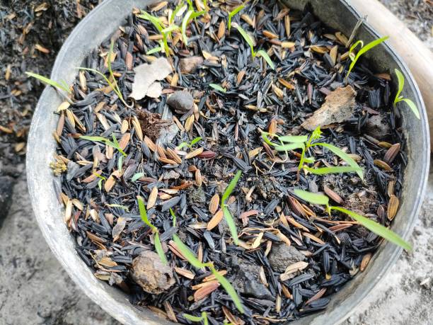 istock Carrot seeds are starting to grow 2171169310