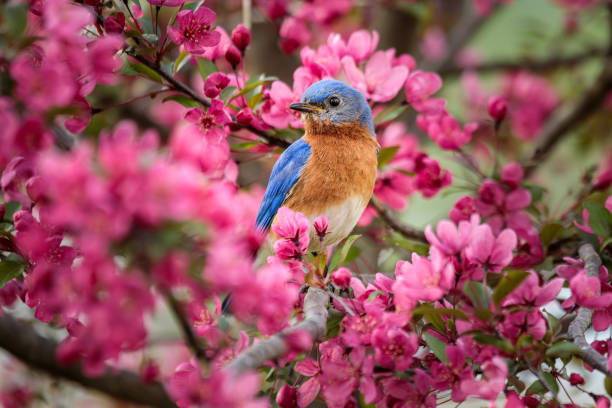 istock Eastern Bluebird in a Blooming Crabapple Tree 2171169322