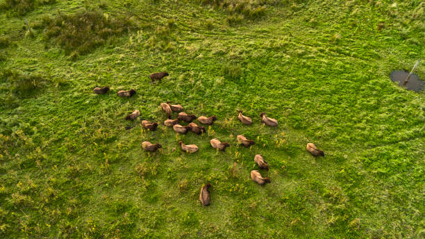 istock Cattle grazing in meadow seen from drone point of view 2171169357