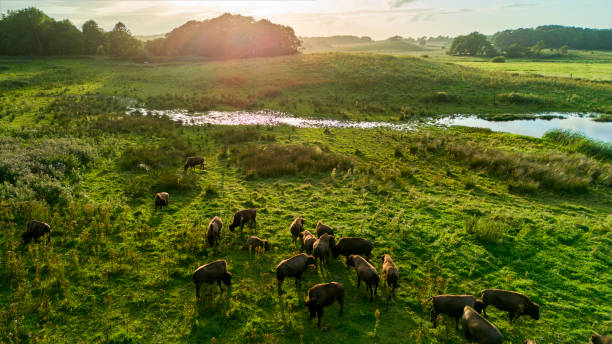 Landscape aerial view. Sunset and lens flare.