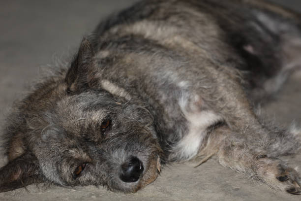 istock The gray dog rest because sick on cement floor 2171169611