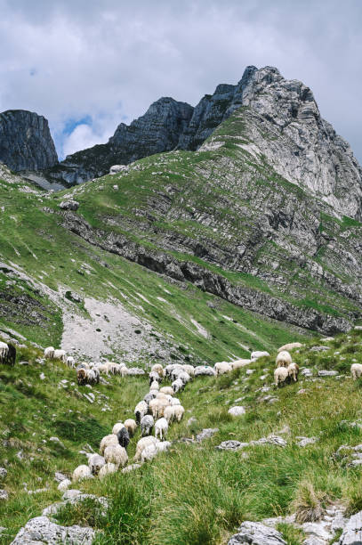 istock Panoramic Mountain Range and Views - Alpine style Alps in Durmitor, Montenegro - Wide Landscape Shot of epic Mountains and Roads 2171169620