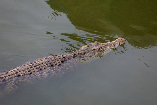 istock Close up salt crocodile is show head in river 2171169651