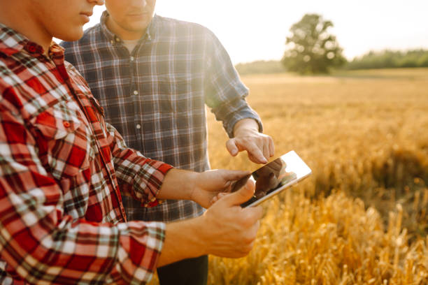 istock Two farmers discussing crop data while using tablet in a golden wheat field during sunset. 2171170145