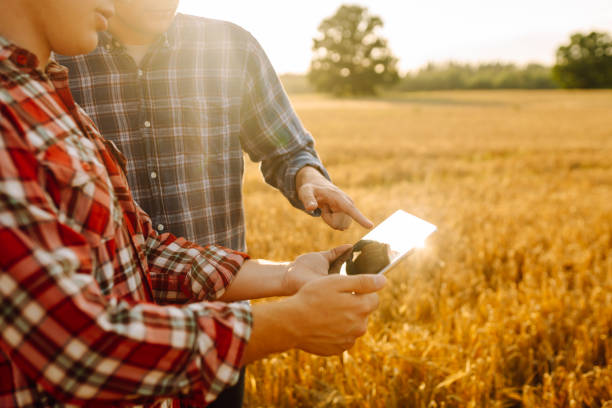 istock Two farmers discussing crop data while using tablet in a golden wheat field during sunset. 2171170147