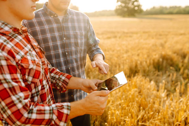 istock Two farmers discussing crop data while using tablet in a golden wheat field during sunset. 2171170148