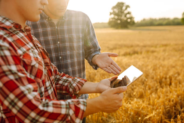 istock Two farmers discussing crop data while using tablet in a golden wheat field during sunset. 2171170149