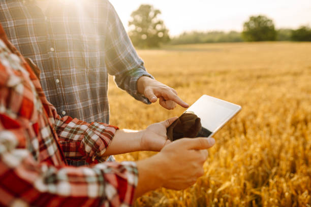 istock Two farmers discussing crop data while using tablet in a golden wheat field during sunset. 2171170162