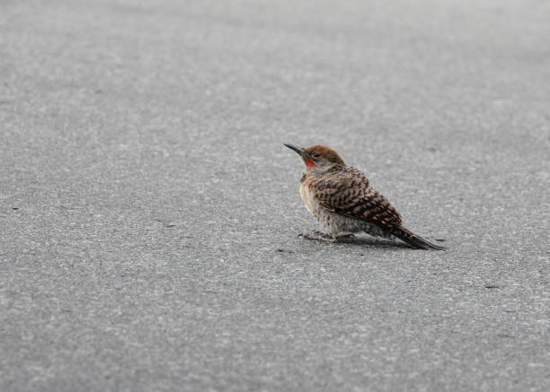 A lone Northern Flicker observes and stays still on a paved street in a Vancouver suburb. Summer afternoon.