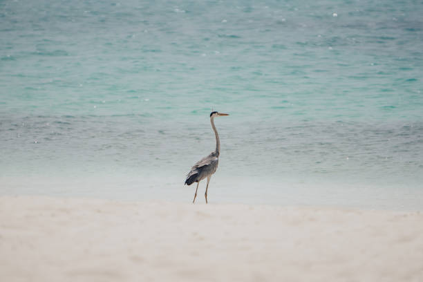 Grey heron against blue wave on beach in Maldives.