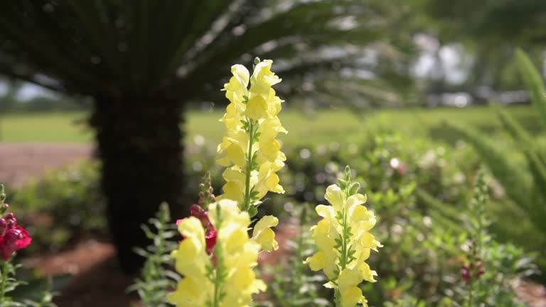 Snapdragon Flower, Plant. Blooming in the garden