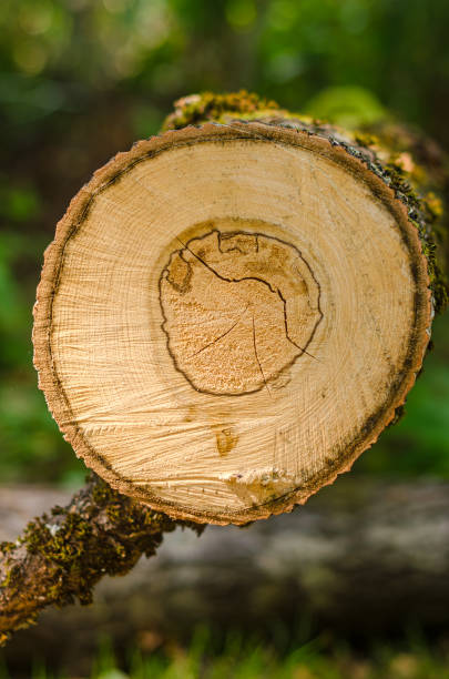 istock circular pieces of wood cross section with tree ring in forest 2171174202