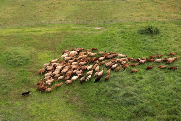 From above we see the work of the dog of sheep solognot