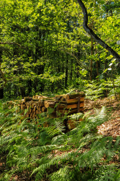The wood has just been cut and stacked in a corner of the forest
