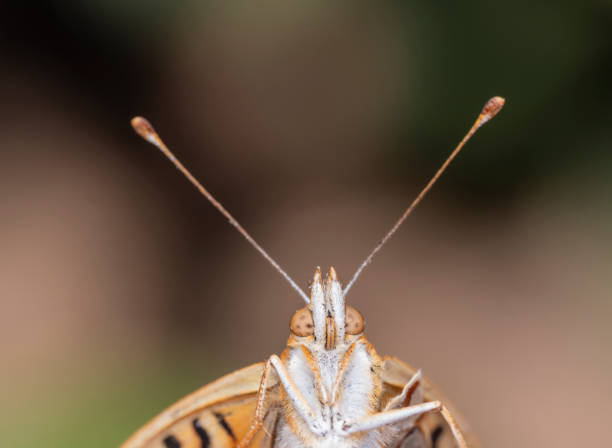 Butterfly in the field in summer